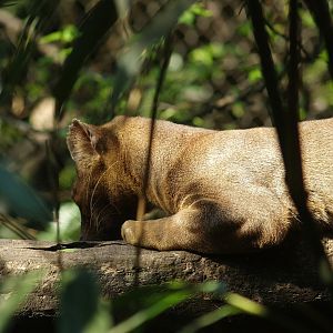 Fossa (Cryptoprocta ferox), 2007-04-01