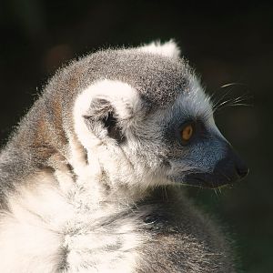 Ring-tailed lemur (Lemur catta), 2007-04-01
