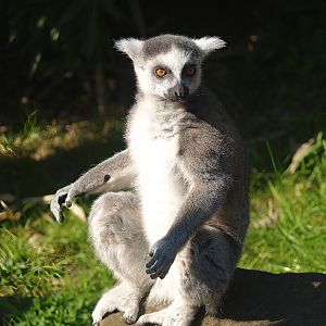 Ring-tailed lemur (Lemur catta), 2007-04-01