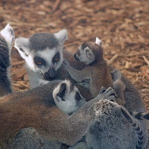 Ring-tailed lemurs with baby (Lemur catta), 2007-04-01