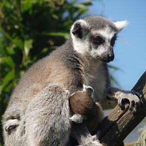Ring-tailed lemur with baby (Lemur catta), 2007-04-01