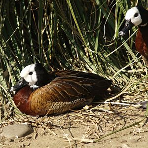 White-faced whistling ducks (Dendrocygna viduata), 2007-04-01