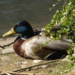 Wild Mallard (Anas platyrhynchos), 2007-04-01