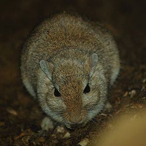 Mongolian gerbil (Meriones unguiculatus), 2007-04-01