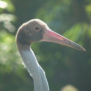 Juvenile Indian sarus crane (Antigone antigone antigone), 2007-04-01