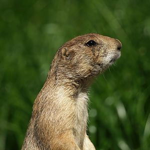 Black-tailed prairie dog (Cynomys ludovicianus), 2008-08-06