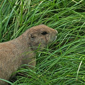 Black-tailed prairie dog (Cynomys ludovicianus), 2008-08-06