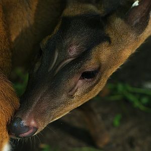 Reeves' muntjac (Muntiacus reevesi), 2008-08-06