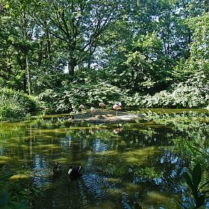 Chilean flamingo exhibit (Now gone), 2008-08-06