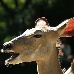 Greater kudu (Tragelaphus strepsiceros), 2008-08-06
