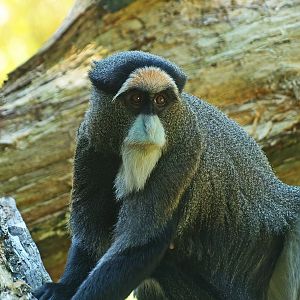 De Brazza's guenon (Cercopithecus neglectus), 2008-08-06