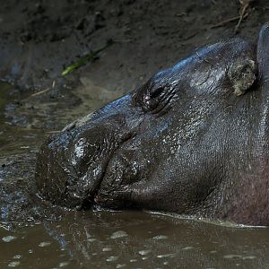 Western pygmy hippopotamus (Choeropsis liberiensis liberiensis), 2008-08-06