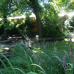 Pygmy hippopotamus exhibit, 2008-08-06