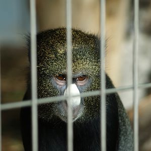 Greater white-nosed monkey (Cercopithecus nictitans nictitans), 2008-08-06