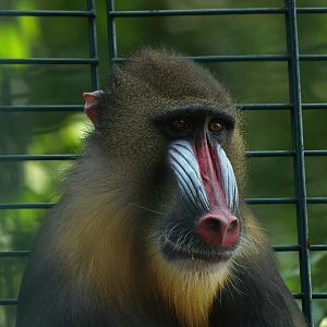 Mandrill (Mandrillus sphinx), 2008-08-06