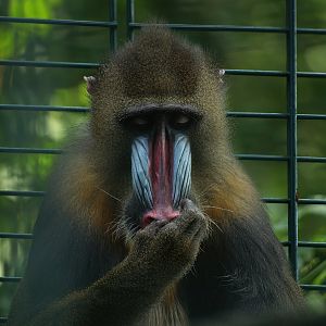 Mandrill (Mandrillus sphinx), 2008-08-06