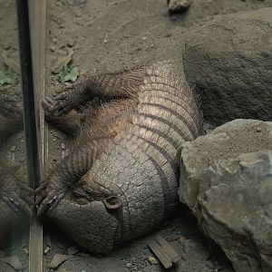 Large hairy armadillo (Chaetophractus villosus), 2008-08-06