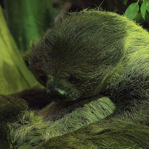 Linnaeus's two-toed sloth (Choloepus didactylus), 2008-08-06
