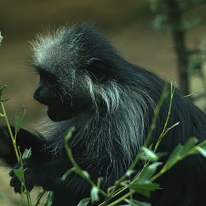 King Colobus (Colobus polykomos), 2008-08-06