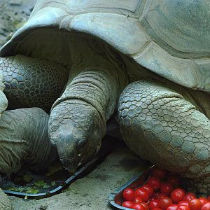 Aldabra giant tortoise (Aldabrachelys gigantea gigantea), 2008-08-06