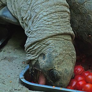 Aldabra giant tortoise (Aldabrachelys gigantea gigantea), 2008-08-06