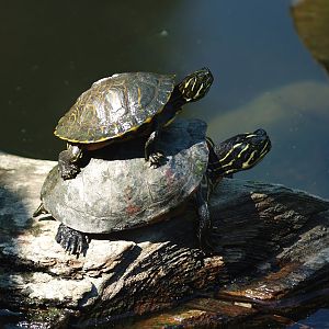 Florida redbelly turtles (Pseudemys nelsoni), 2008-08-06