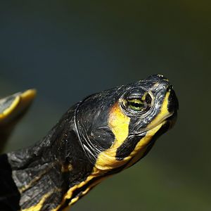 Pond slider (Trachemys scripta), 2008-08-06