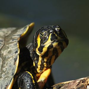 Pond slider (Trachemys scripta), 2008-08-06