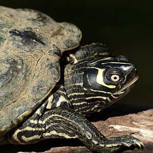 False map turtle (Graptemys pseudogeographica), 2008-08-06