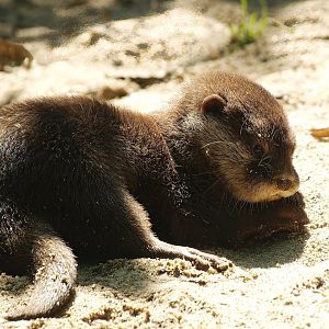 Asian small-clawed otter (Aonyx cinerea), 2008-08-06