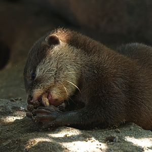 Asian small-clawed otter (Aonyx cinerea), 2008-08-06