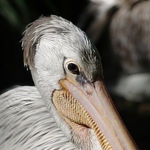 Pink-backed pelican (Pelecanus rufescens), 2008-08-06