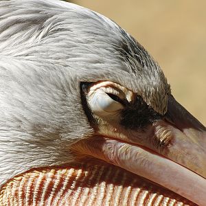 Pink-backed pelican (Pelecanus rufescens), 2008-08-06
