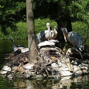 Pink-backed pelican nesting island, 2008-08-06