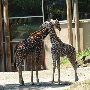 Reticulated giraffes (Giraffa reticulata), 2008-08-06