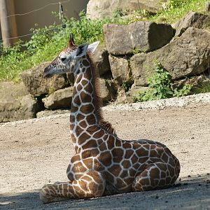Reticulated giraffe calf (Giraffa reticulata), 2008-08-06
