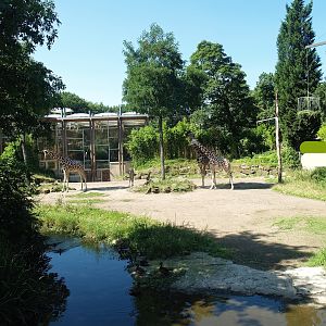Reticulated giraffe paddock, 2008-08-06