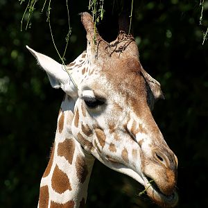 Reticulated giraffe (Giraffa reticulata), 2008-08-06