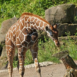 Reticulated giraffe (Giraffa reticulata), 2008-08-06