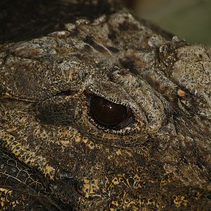 Dwarf crocodile (Osteolaemus tetraspis), 2008-08-06