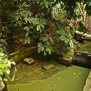 Dwarf crocodile and aquatic turtle exhibits in greenhouse at the back of the aquarium (Now gone), 2008-08-06