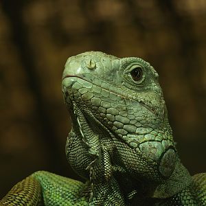 Green iguana (Iguana iguana), 2008-08-06