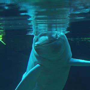 Boto/Orinoco dolphin (Inia geoffrensis humboldtiana) Baby, 2008-08-06