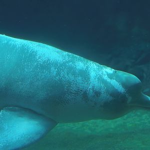 Boto/Orinoco dolphin (Inia geoffrensis humboldtiana) Baby, 2008-08-06