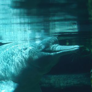 Boto/Orinoco dolphin (Inia geoffrensis humboldtiana) Baby, 2008-08-06