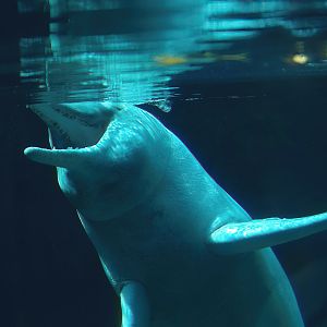 Boto/Orinoco dolphin (Inia geoffrensis humboldtiana) Baby, 2008-08-06