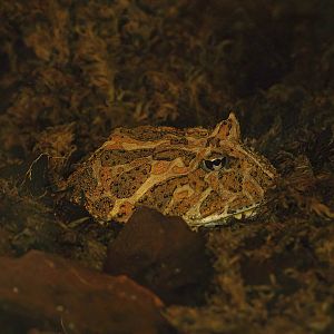 Chacoan horned frog (Ceratophrys cranwelli), 2008-08-06