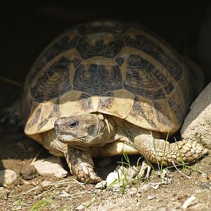 Hermann’s tortoise (Testudo hermanni), 2008-08-06