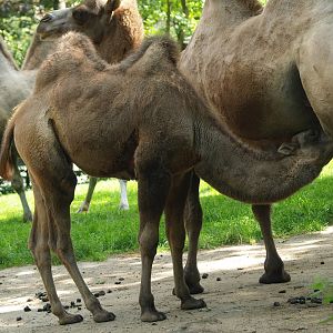 Domestic Bactrian camel (Camelus bactrianus), 2008-08-06