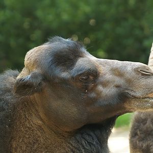 Domestic Bactrian camel (Camelus bactrianus), 2008-08-06